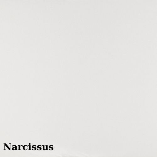 NARCİSSUS